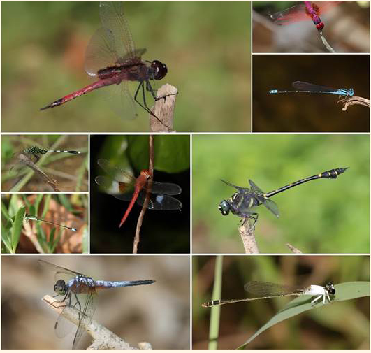 丽阳机构在马来西亚开创蜻蜓环保项目2.png